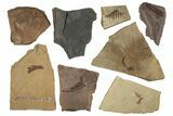 Lot: Carboniferous Plant Fossils (Manning Canyon Shale) - Pieces #252199-1